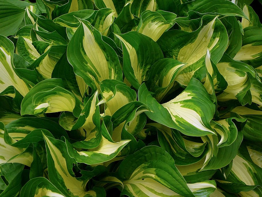 Hostas 1080P, 2K, 4K, 5K HD wallpapers free download | Wallpaper Flare