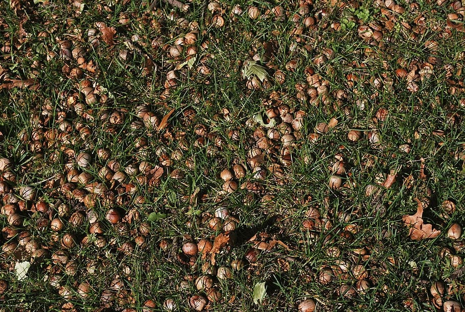 acorn, grass, nut, shell, brown, seed, land, field, high angle view HD wallpaper