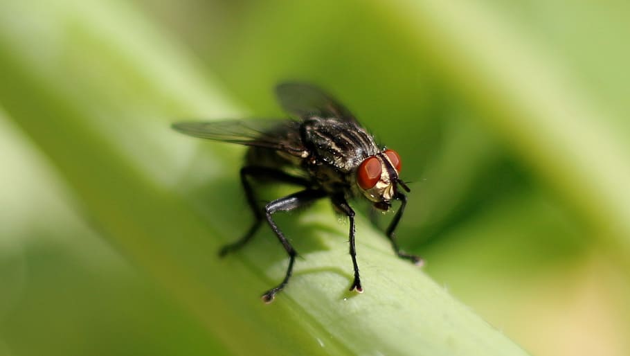 fly, small, wing, insect, sitting, animal world, summer, close HD wallpaper