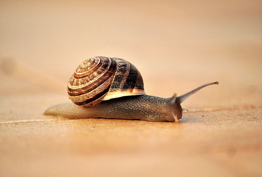 brown and gray snail, house, crawl, animal, animal themes, mollusk HD wallpaper