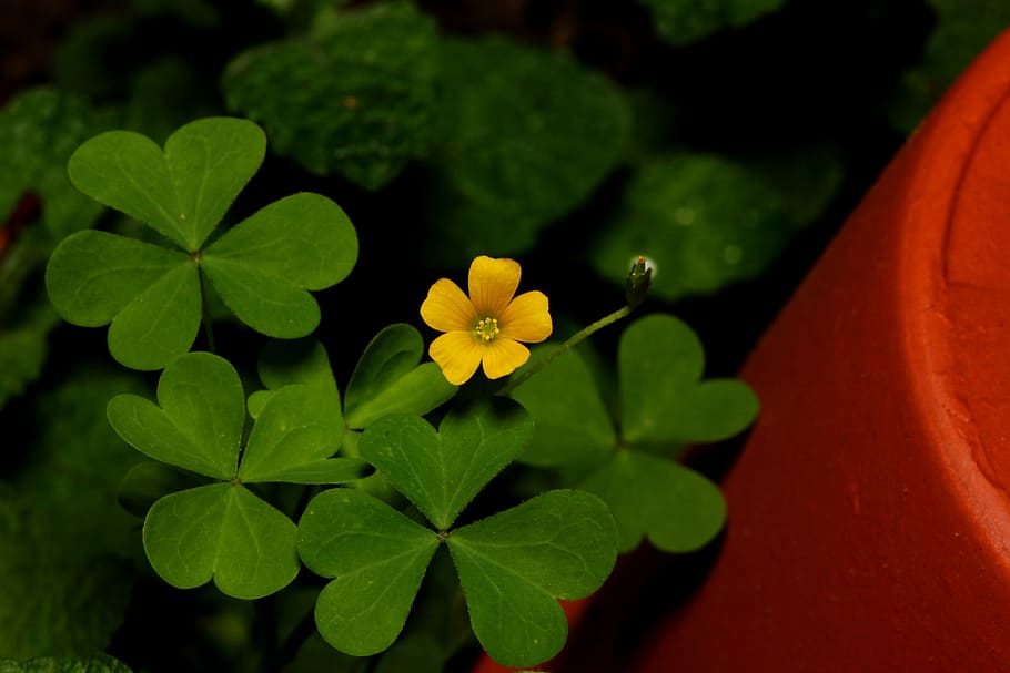 clover, flower, pot, green, yellow, leaf, plant, wildflower HD wallpaper