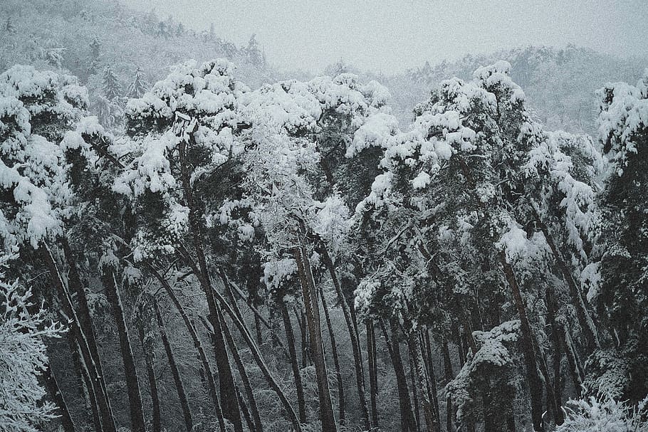 trees covered with snow in stormy weather, green leafed plant covered on snow HD wallpaper