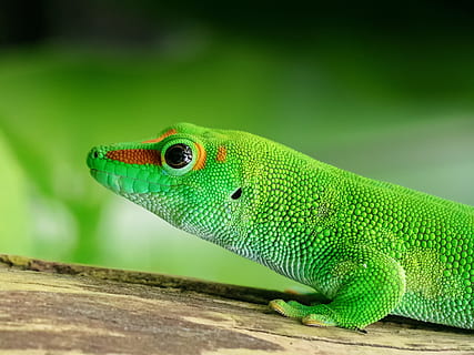 shallow focus photography of green lizard, madagascar, day gecko HD wallpaper