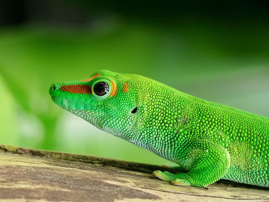 shallow focus photography of green lizard, madagascar, day gecko, HD wallpaper