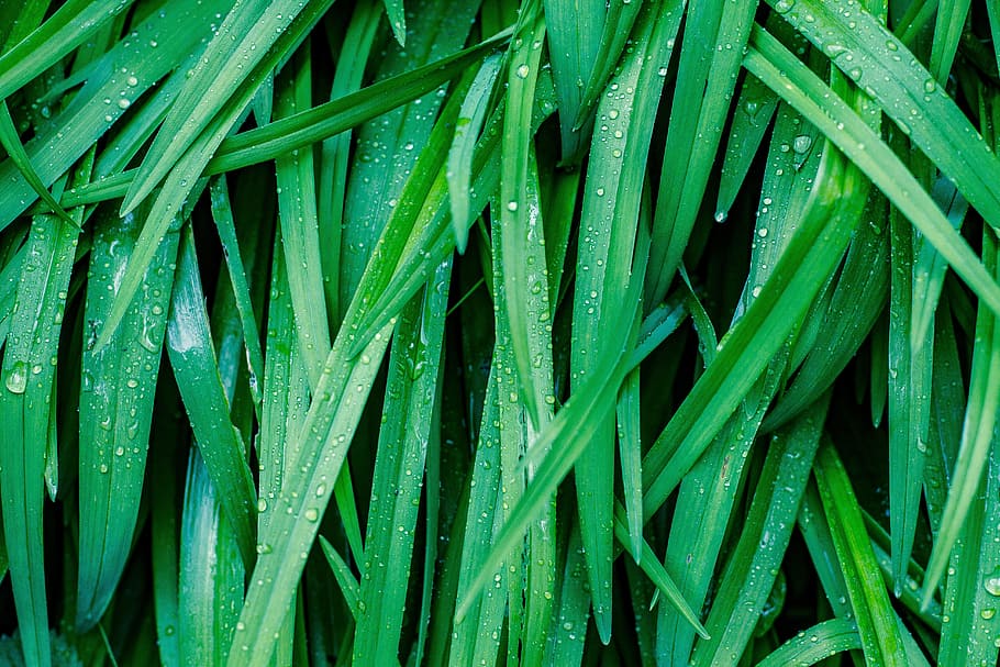 grass, green, rain, drip, fresh, nature, meadow, green color HD wallpaper