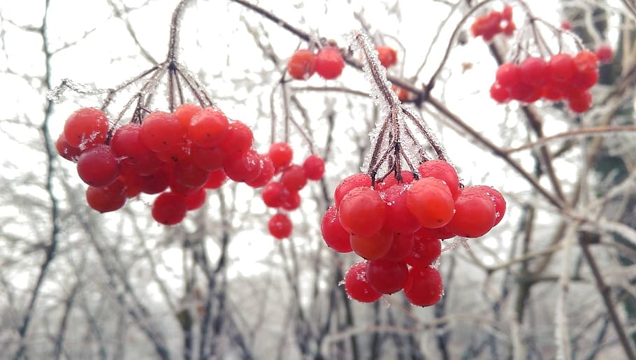 mountain ash, winter, snow, red, plant, tree, fruit, food, food and drink HD wallpaper