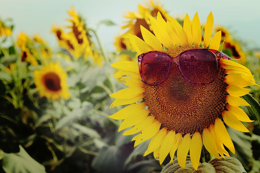 sunflower with sunglasses photo, yellow, nature, agriculture HD wallpaper