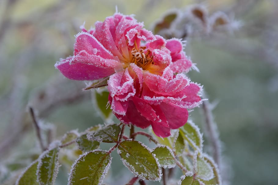 rose, ice, winter, rust, ripe, flower, flowering plant, beauty in nature HD wallpaper