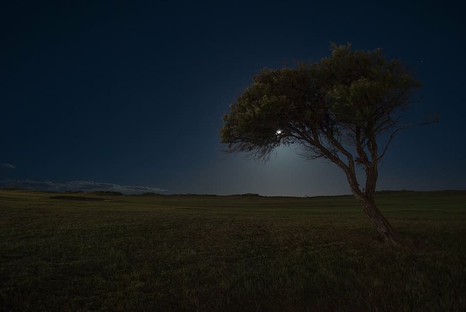 green tree near green grass field under blue sky, moon, night HD wallpaper