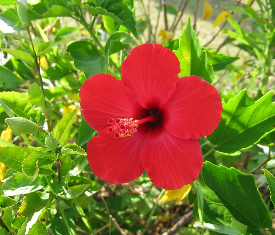 hibiscus, ishigaki island, outlying islands, red, flowers, green, HD wallpaper