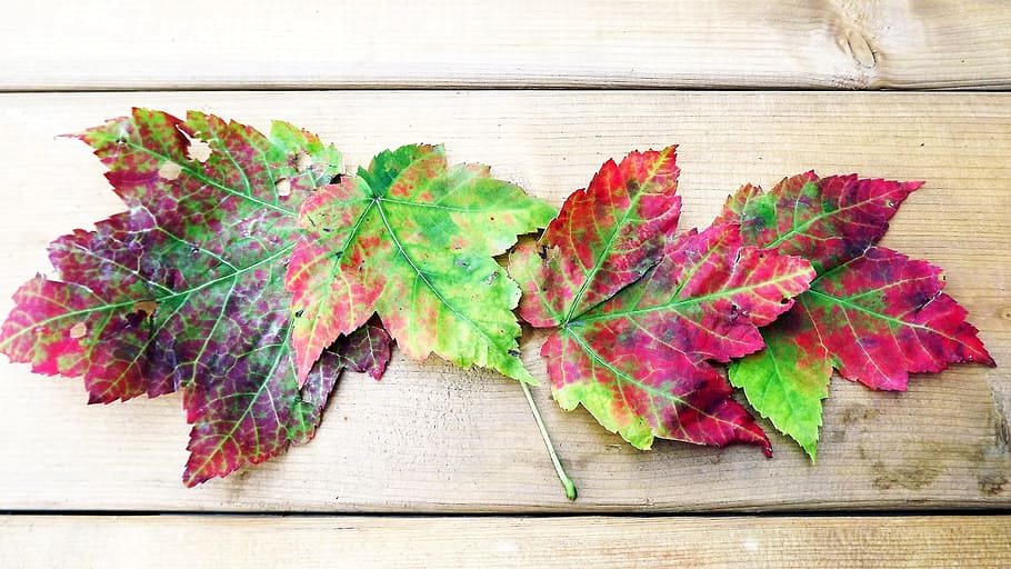 composition, decoration, autumn, foliage, colorful, clone, boards HD wallpaper