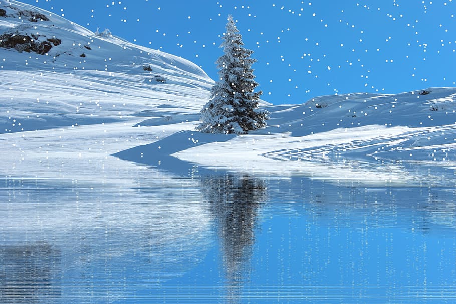 green pine tree at the middle of snow cap field, winter, snowfall HD wallpaper