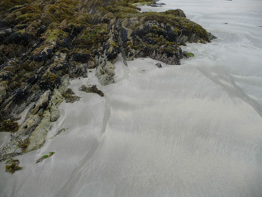sand sea, untitled, beach, shore, moss, lichen, beauty in nature HD wallpaper
