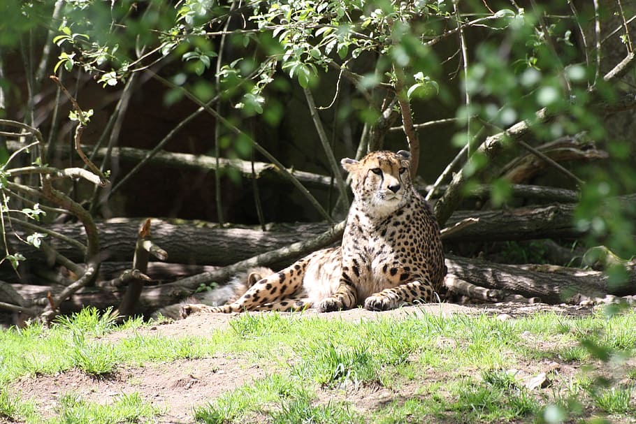 Lepard, Animals, Predators, Feline, wildlife, africa, undomesticated Cat HD wallpaper