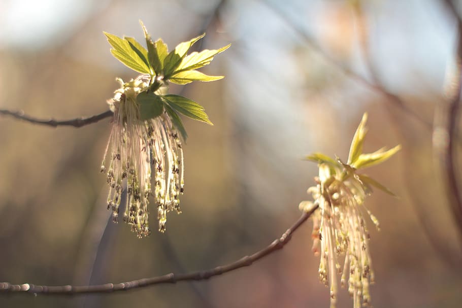 spring, color, april, plant, focus on foreground, flower, beauty in nature HD wallpaper