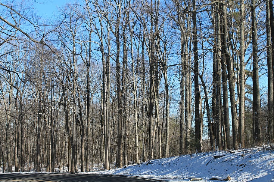 Winter, Trees, Texture, Pattern, snow, cold temperature, bare tree HD wallpaper