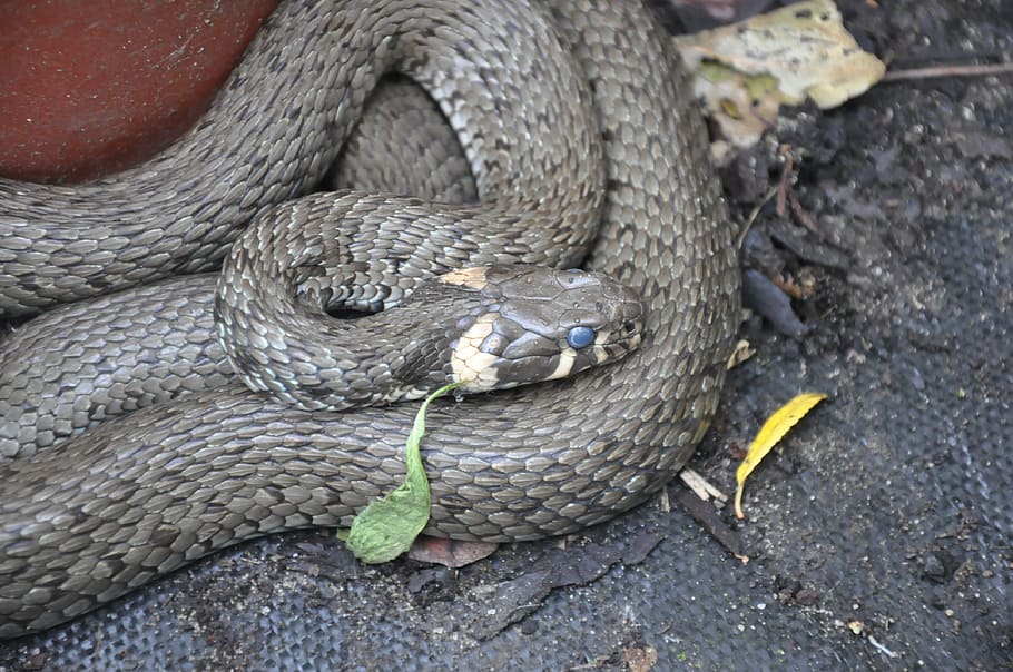 grass snake, animal, animal themes, reptile, animals in the wild HD wallpaper