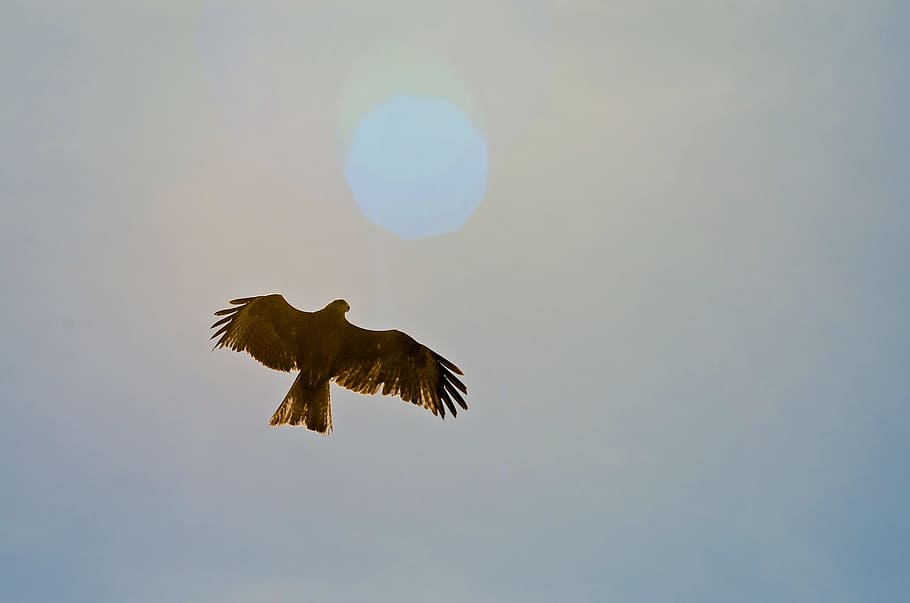silhouette of bird on sky during daytime, eagle, nature, flying HD wallpaper
