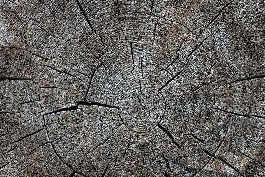 wood, tribe, nature, tree, annual rings, backgrounds, full frame, HD wallpaper