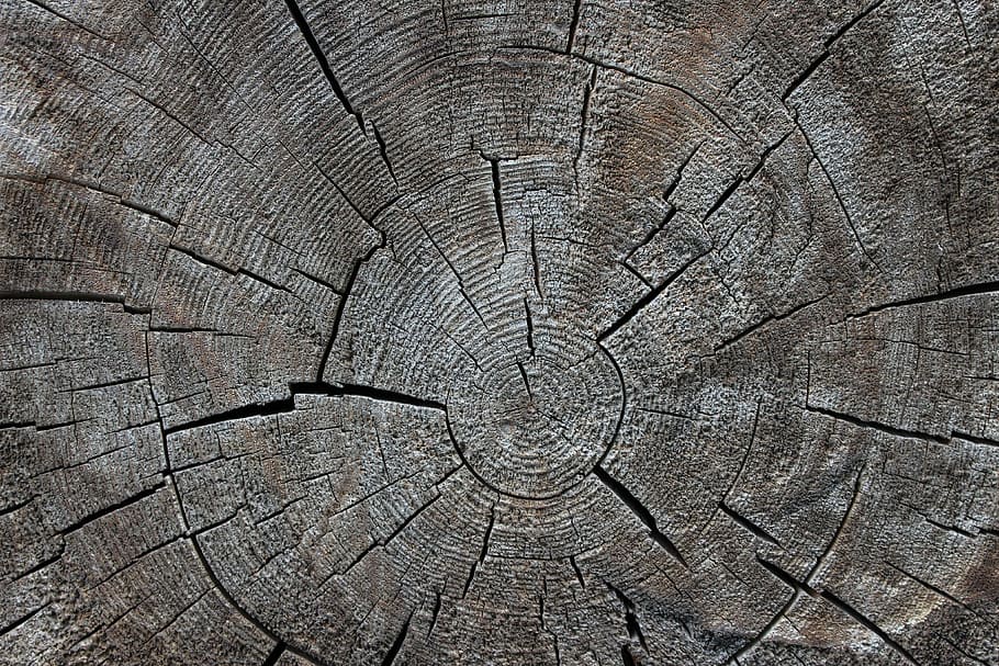 wood, tribe, nature, tree, annual rings, backgrounds, full frame HD wallpaper