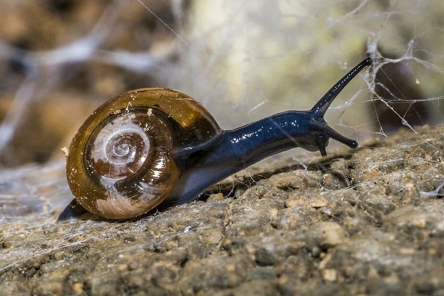 snail, animals, nature, shell, mollusk, copse snail, snail shell HD wallpaper
