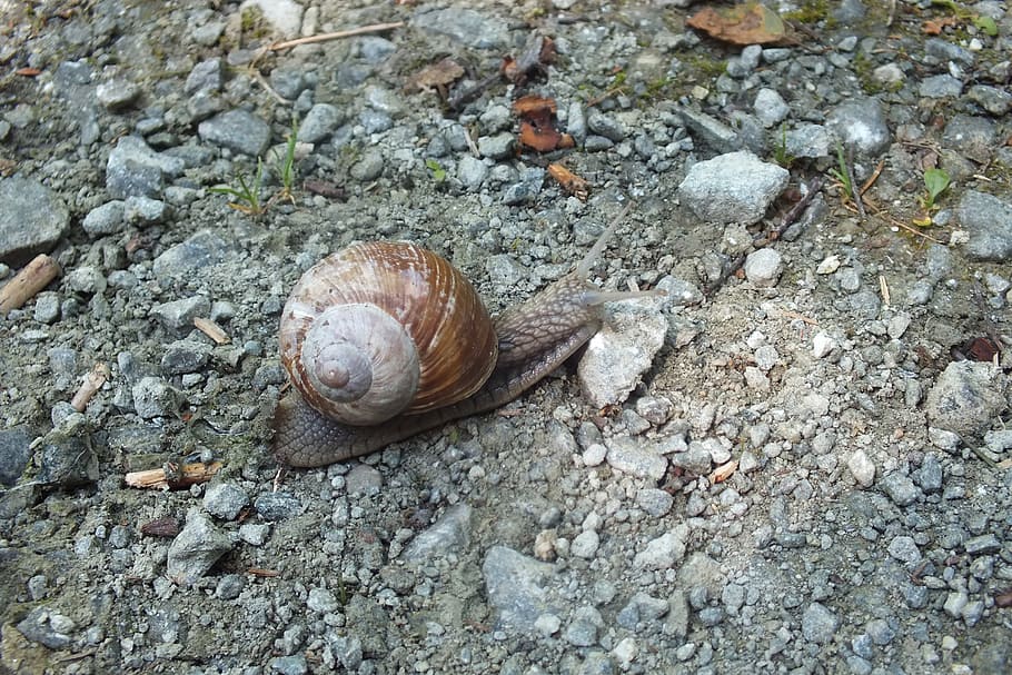 snail, shell, animal, nature, animal wildlife, mollusk, animal themes HD wallpaper