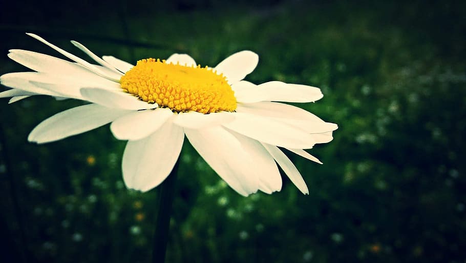 daisy, flower, white, yellow, flowering plant, fragility, freshness HD wallpaper