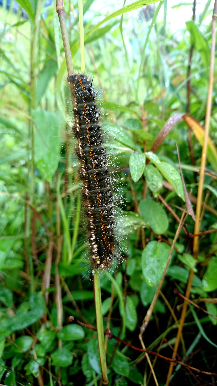 HD wallpaper: caterpillar, grass, summer, green, animals, nature, larva