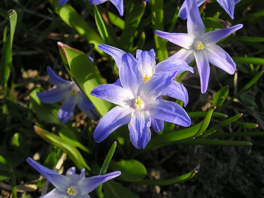 nature, bloom, flower, bright, flowering plant, fragility, freshness HD wallpaper
