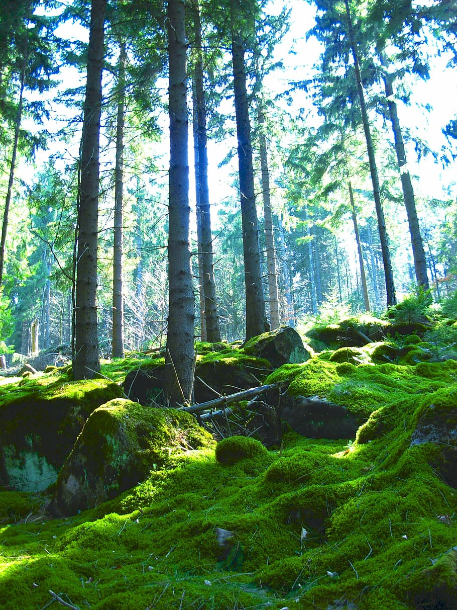 sunray through trees, forest, moss, nature, conifers, coniferous forest HD wallpaper