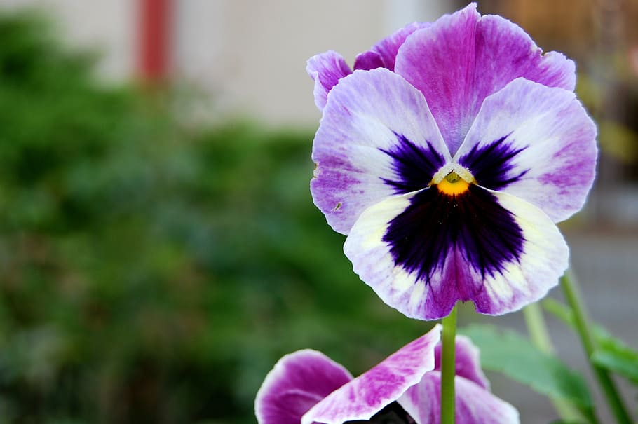 macro shot of violet flowers, pansy, spring, nature, purple HD wallpaper