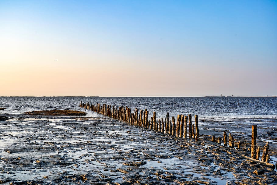 watts, wadden sea, sandbar, north sea, ebb, nature, schlick, HD wallpaper