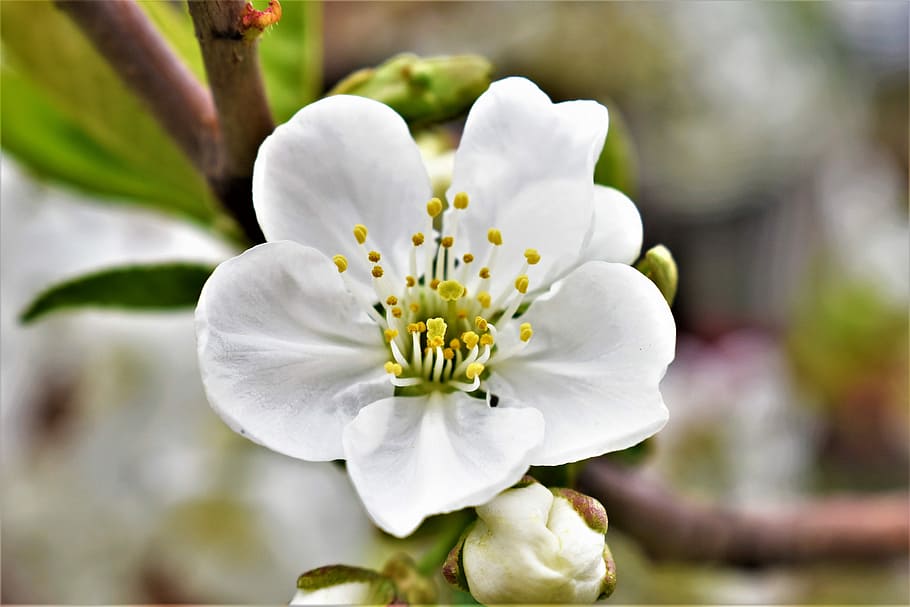 spring, blossom, season, tree, flowering plant, freshness, beauty in nature HD wallpaper