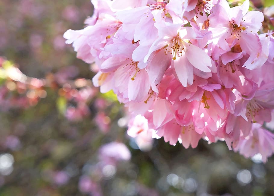 cherry blossoms, spring, pink, springtime, nature, tree, floral HD wallpaper