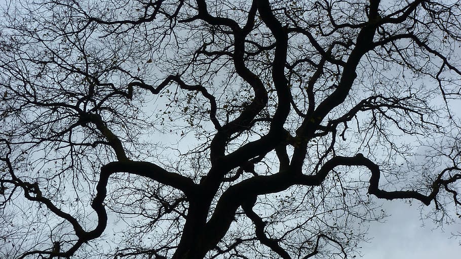 contrast, tree, depth perception, branch, bare tree, plant HD wallpaper