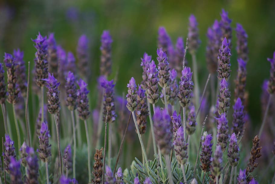 Lavender, Plants, Flower, flowers, true lavender, aromatic HD wallpaper