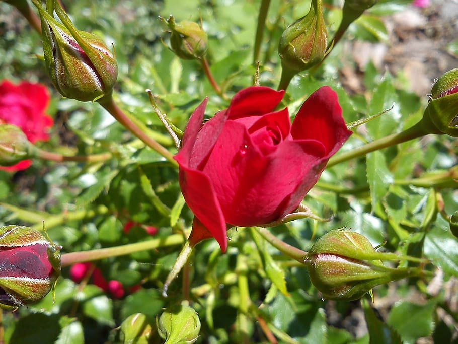 rosebud, red, plant, flower, flowering plant, beauty in nature HD wallpaper