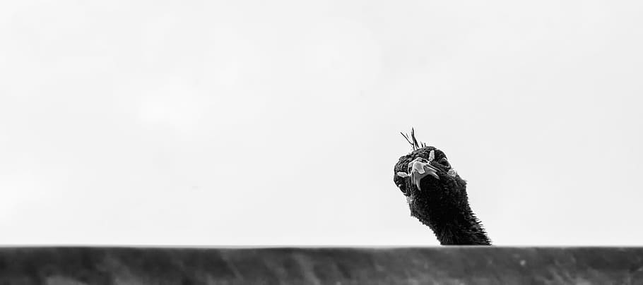 grayscale photography of Indian peafowl, peek, bird, hide, peeking HD wallpaper