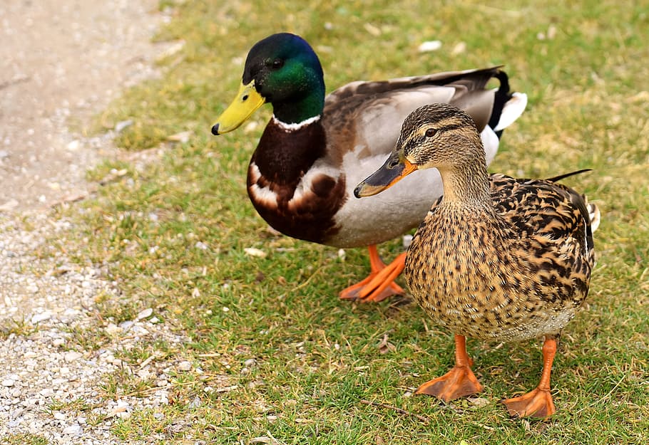 walk, pair, pair of ducks, males, female, shed light, wash, HD wallpaper