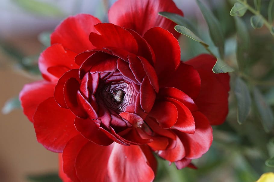 flower, blossom, bloom, ranunculus, red, plant, close, schnittblume HD wallpaper
