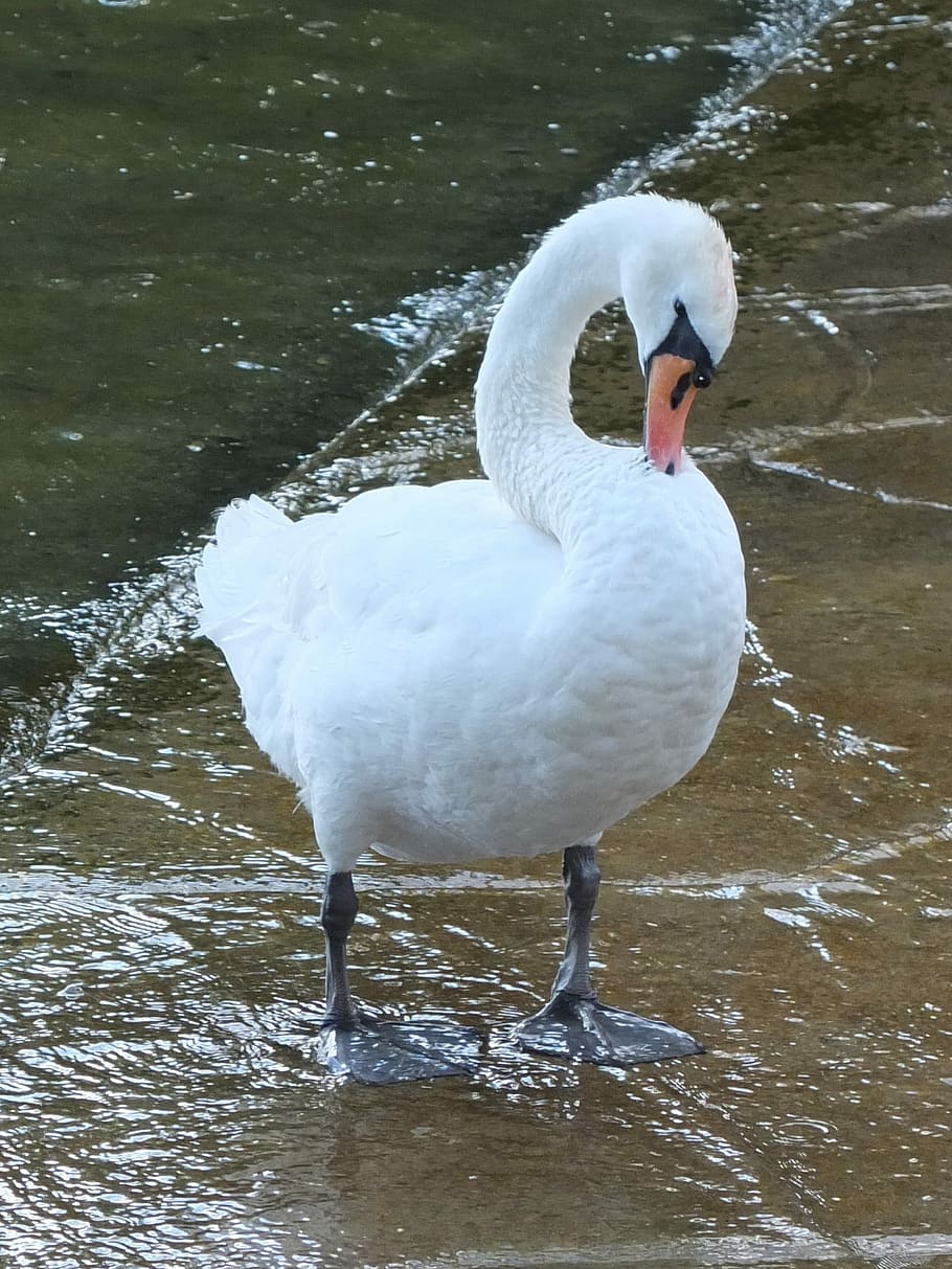 Swan, Clean, Bird, Elegant, Animal, white, feather, lake, bill HD wallpaper