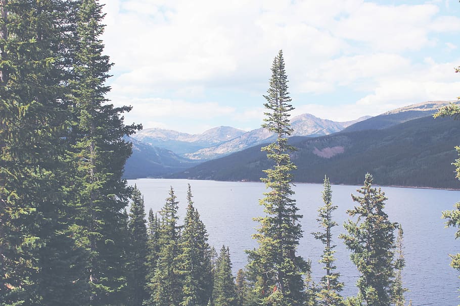 green tall trees near on the lake with overlooking mountain during daytime HD wallpaper