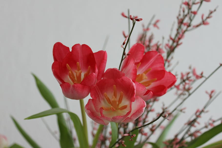 tulips, flowers, red, flowering plant, freshness, beauty in nature HD wallpaper