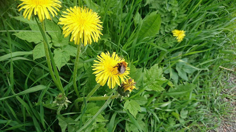 bumblebee, dandelion, grass, summer, sweden, flower, flowering plant HD wallpaper