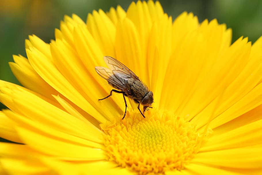 fly, flower, nature, insect, blossom, bloom, macro, animal HD wallpaper