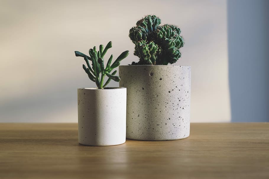shallow focus photography of potted plants, two white potted green cactus and succulent