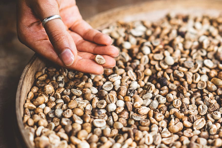 person holding brown seed, bowl of coffee beans, ring, hand, ingredient HD wallpaper