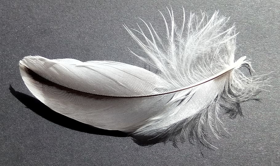 gray feather on gray surface, bird feather, soft, white, grey HD wallpaper