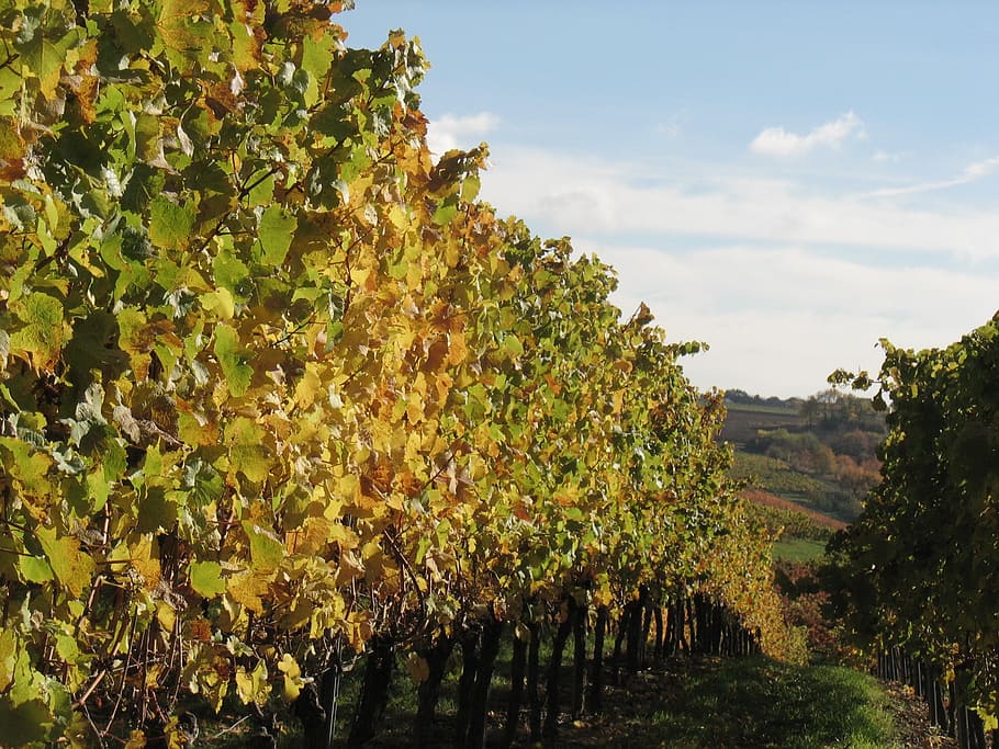 vines, winemaker, vineyard, winegrowing, wine growing area HD wallpaper