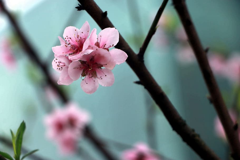 Spring, Flower, Peach Blossom, fragility, pink color, growth HD wallpaper
